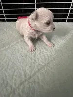 SO002, a female Maltese for sale in Bristol, VA – 3 of 6