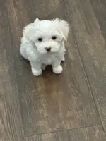 processed/8e32ea02-98fc-41e3-af30-a273ce23bec4/listing/23e5d455-1385-470a-ae0a-52c7e046cc8f/1d22a522-6991-43c3-9626-a029dad38b2b