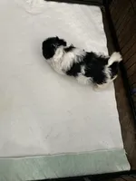 processed/8e32ea02-98fc-41e3-af30-a273ce23bec4/listing/2422a227-153b-43cb-bd17-5e6c700c736c/b0048b98-0f01-4be4-bd08-6a09ecdf0198