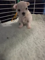 AJB002, a female Maltese for sale in Bristol, VA – 7 of 7
