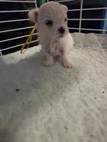 AJB002, a female Maltese for sale in Bristol, VA – 6 of 7