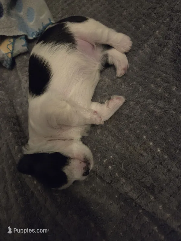 MO001 – Morkie puppy for sale in Bristol, VA
