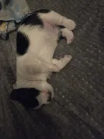 MO001, a female Morkie for sale in Bristol, VA – 1 of 4