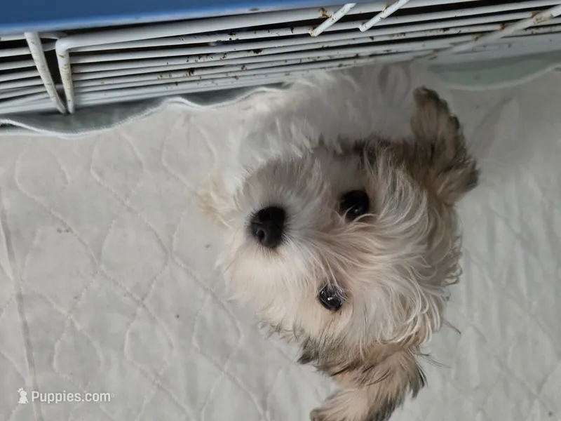 AB004 – Morkie puppy for sale in Bristol, VA