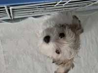 AB004, a female Morkie for sale in Bristol, VA – 1 of 1