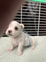 SO001, a male Maltese for sale in Bristol, VA – 2 of 4
