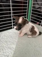 AB002, a female Morkie for sale in Bristol, VA – 4 of 4