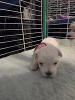 AJB003, a female Maltese for sale in Bristol, VA – 2 of 3
