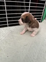 AB001, a female Morkie for sale in Bristol, VA – 4 of 4