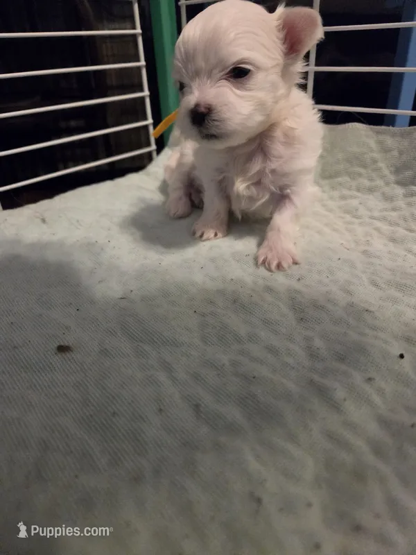 AJB002 – Maltese puppy for sale in Bristol, VA