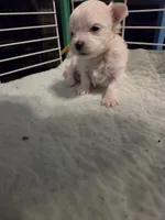 AJB002, a female Maltese for sale in Bristol, VA – 1 of 7