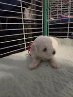 AJB003, a female Maltese for sale in Bristol, VA – 3 of 3
