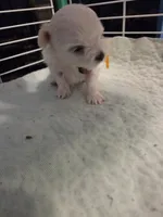 AJB002, a female Maltese for sale in Bristol, VA – 2 of 7