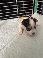 AB003, a male Morkie for sale in Bristol, VA – 5 of 5