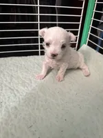 SO002, a female Maltese for sale in Bristol, VA – 1 of 6
