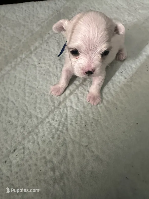 SO003 – Maltese puppy for sale in Bristol, VA