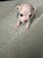 SO003, a male Maltese for sale in Bristol, VA – 1 of 4