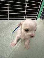 SO003, a male Maltese for sale in Bristol, VA – 4 of 4