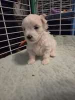 AJB001, a female Maltese for sale in Bristol, VA – 3 of 4