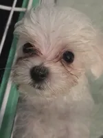 SO001, a male Maltese for sale in Bristol, VA – 4 of 6