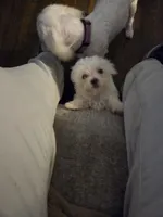 SO001, a male Maltese for sale in Bristol, VA – 6 of 6