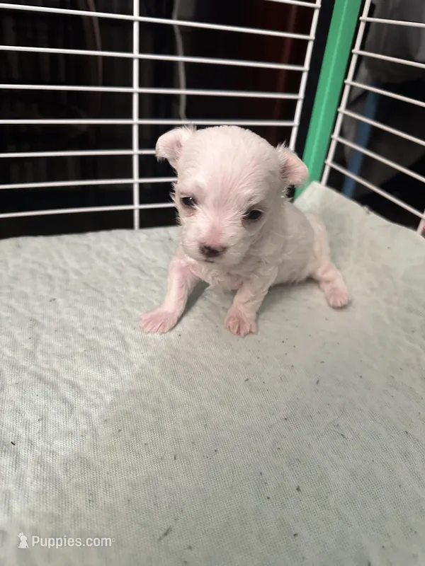 SO002 – Maltese puppy on hold in Bristol, VA