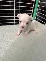 SO002, a female Maltese for sale in Bristol, VA – 6 of 6