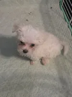 SO001, a male Maltese for sale in Bristol, VA – 3 of 6
