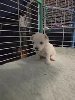 AJB004, a female Maltese for sale in Bristol, VA – 4 of 5