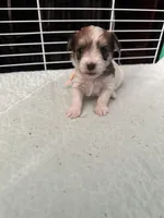 AB001, a female Morkie for sale in Bristol, VA – 1 of 4