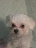SO001, a male Maltese for sale in Bristol, VA – 2 of 6