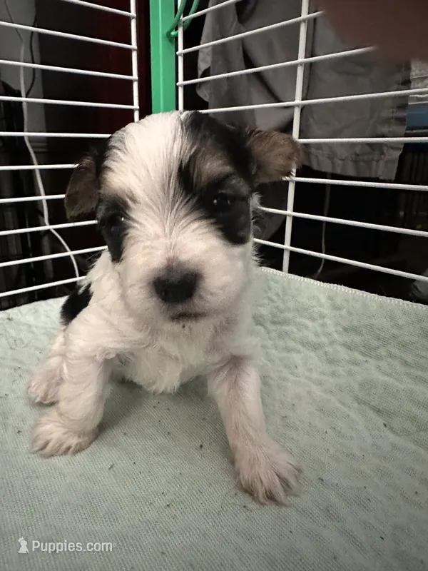 AB004 – Morkie puppy for sale in Bristol, VA