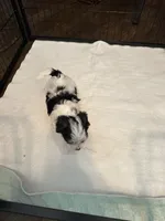 processed/8e32ea02-98fc-41e3-af30-a273ce23bec4/listing/6aaa8557-cd22-45c0-8459-462afa12a292/7bdc8e8e-6c8f-4337-a20d-8a1a75e2a667