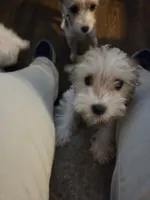 AB001, a female Morkie for sale in Bristol, VA – 5 of 6