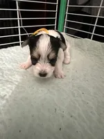 AB003, a male Morkie for sale in Bristol, VA – 2 of 5