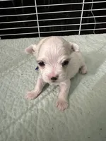SO003, a male Maltese for sale in Bristol, VA – 2 of 4