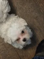 SO001, a male Maltese for sale in Bristol, VA – 1 of 6