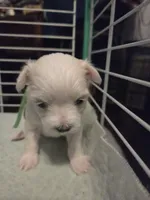 AJB004, a female Maltese for sale in Bristol, VA – 2 of 5