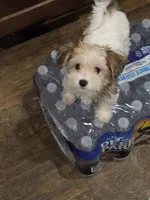 AB001, a female Morkie for sale in Bristol, VA – 6 of 6