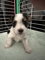 AB004, a male Morkie for sale in Bristol, VA – 2 of 4