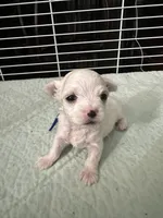 SO003, a male Maltese for sale in Bristol, VA – 3 of 4