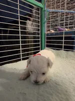 AJB003, a female Maltese for sale in Bristol, VA – 1 of 3