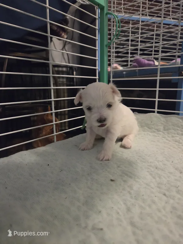 AJB004 – Maltese puppy for sale in Bristol, VA