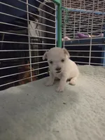 AJB004, a female Maltese for sale in Bristol, VA – 1 of 5
