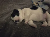 MO001, a female Morkie for sale in Bristol, VA – 4 of 4