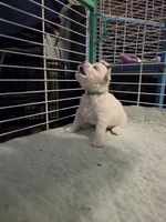 AJB004, a female Maltese for sale in Bristol, VA – 3 of 5