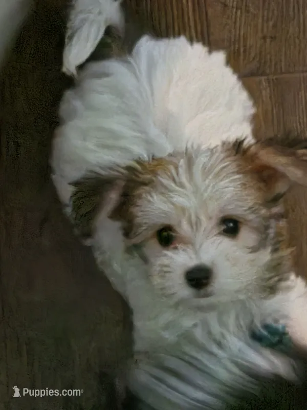 AB001 – Morkie puppy for sale in Bristol, VA