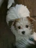 AB001, a female Morkie for sale in Bristol, VA – 2 of 6