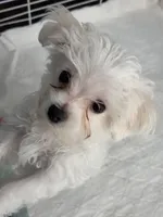 SO001, a male Maltese for sale in Bristol, VA – 3 of 4
