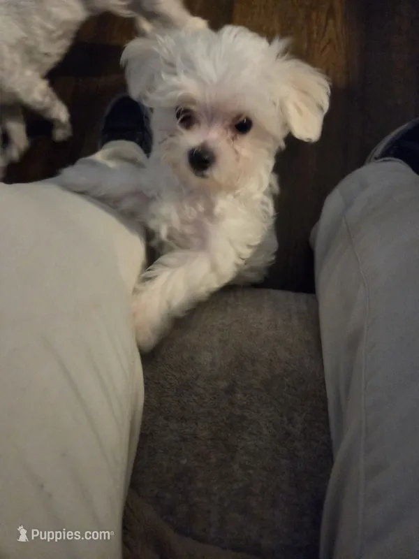 SO001 – Maltese puppy for sale in Bristol, VA